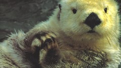 Sea Animals wildlife