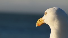 Sea Birds close-up seagulls