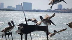 Sea Birds Florida piano Miami Pelicans national geographic