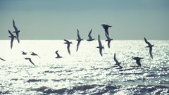 Sea Birds flying waves bokeh sunlight sea birds