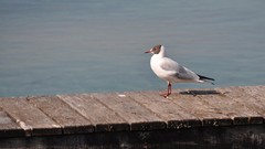 Sea Birds piers seagulls