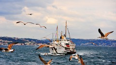 Sea Birds ships Turkey Istanbul Bridges cities cityscapes 