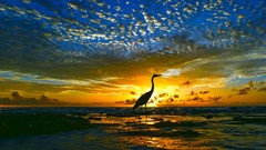 Sea Birds silhouettes skyscapes