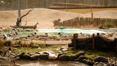 Sea Birds zoo Beaches