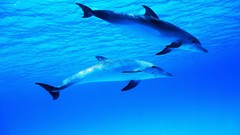 Sea blue Dolphins swimming Mammals