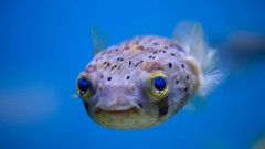 Sea blue fish funny sealife