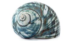 Sea blue white shell background high Resolution