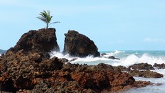 Sea cliffs palm trees rocks