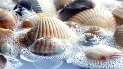 Sea close-up shells seashells