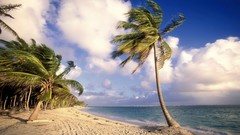 Sea clouds palm trees Beaches