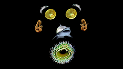 Sea creature face nature