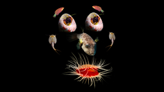 Sea creature face nature