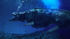 Sea creature high nature