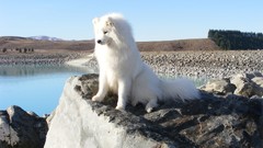 Sea Dogs samoyed