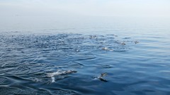 Sea Dolphins national geographic Mammals