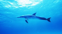 Sea Dolphins underwater