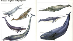 Sea extinct bitch some Mammals This