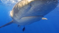 Sea eyes white Hawaii Sharks