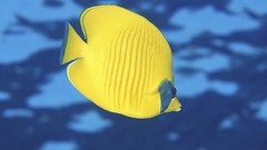 Sea fish angelfish