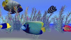 Sea fish angelfish