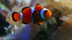 Sea fish clownfish