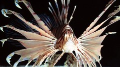 Sea fish lionfish