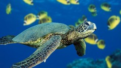 Sea fish Reptiles turtles
