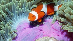 Sea fish sea anemones clownfish