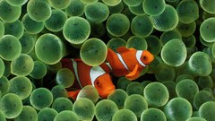Sea fish sea anemones clownfish