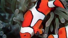 Sea fish sea anemones clownfish