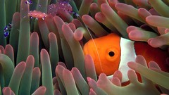 Sea fish sea anemones clownfish