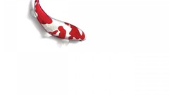 Sea fish Simple Background