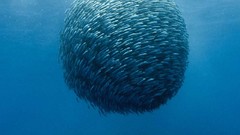 Sea fish swarm sealife