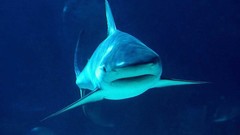 Sea fish underwater Sharks Oceans