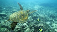 Sea fish underwater turtles sea turtles