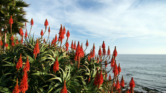 Sea flower strange red