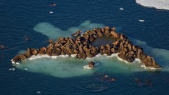 Sea groups nature Animals walrus