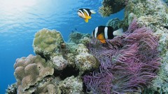 Sea Japan fish sea anemones