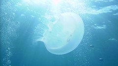 Sea jellyfish