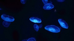 Sea jellyfish underwater