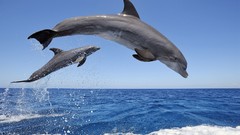 Sea jump Dolphins water drops Mammals