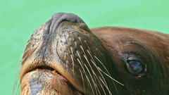 Sea lion nose Animals