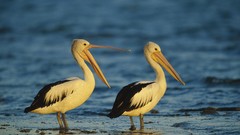 Sea nature Animals Birds Australia Sydney Pelicans Australian
