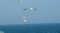 Sea nature Animals Birds flying seagulls skyscapes