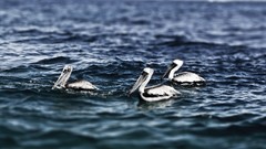 Sea nature Animals Birds Pelicans waves HDR Photography