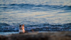 Sea nature Animals cats Beaches depth of field