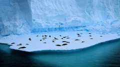 Sea nature Animals ice Seals icebergs