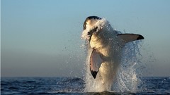 Sea nature Animals ocean fish Sharks