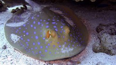 Sea nature Animals ocean red underwater sea anemones fish tank 