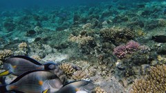 Sea nature Animals ocean red underwater sea anemones fish tank 